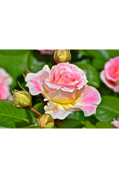 Троянда плетиста Цезарь бутон